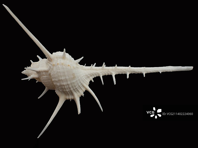 女巫骨螺(Troschel's mures)图片素材