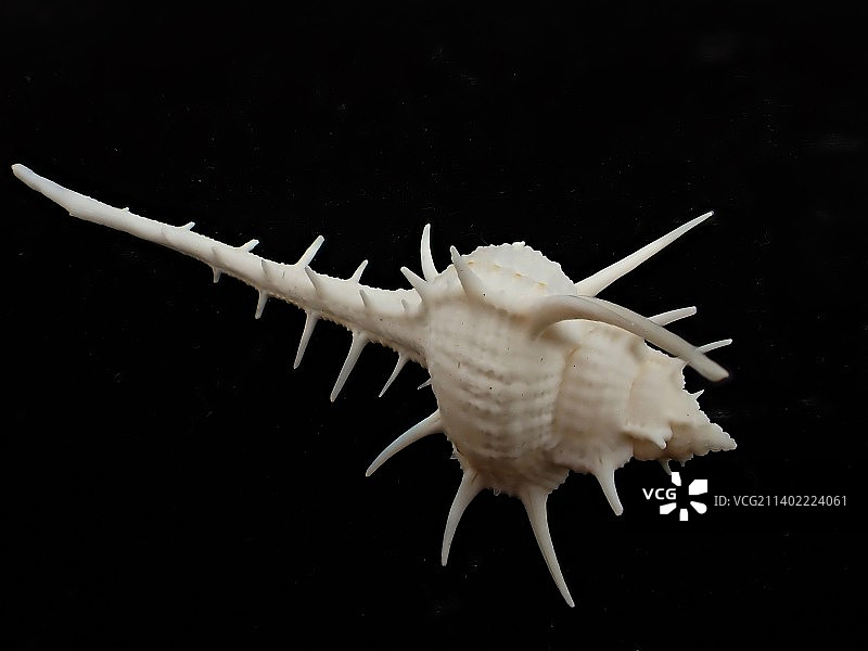 女巫骨螺(Troschel's mures)图片素材