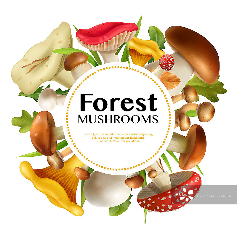 逼真蘑菇画框图片素材