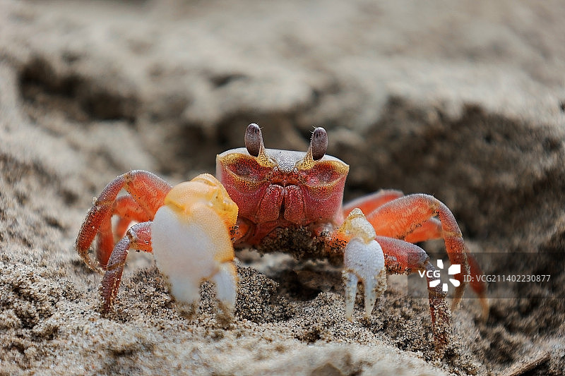 可爱小红蟹图片素材