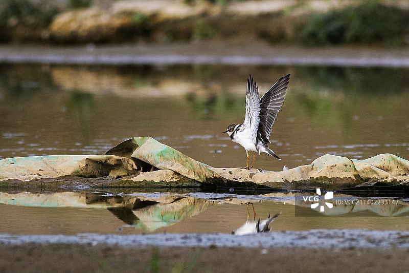 金眶鸻图片素材