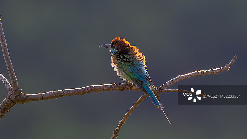 蓝喉蜂虎图片素材