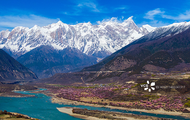 雪山下的桃花图片素材