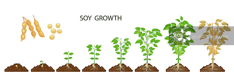 大豆生长阶段：大豆植物发芽图片素材