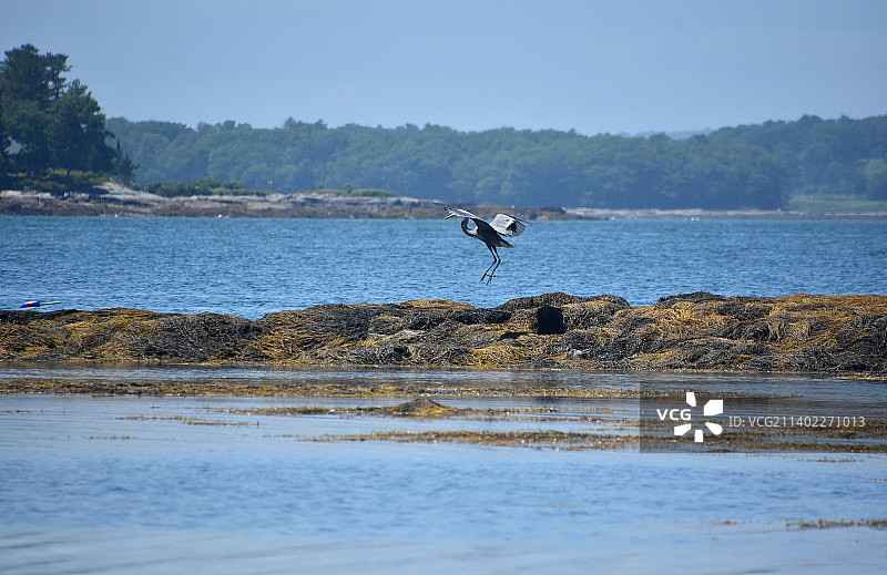 苍鹭栖息于海洋礁石上图片素材