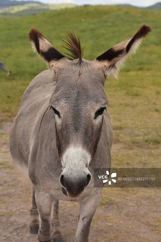 在南达科他州卡斯特州立公园乞讨的驴子图片素材
