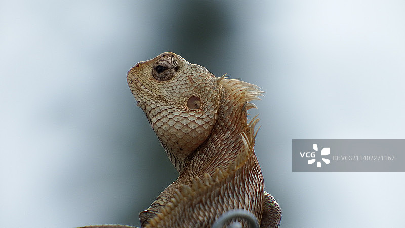 白色背景上的鬣蜥特写图片素材