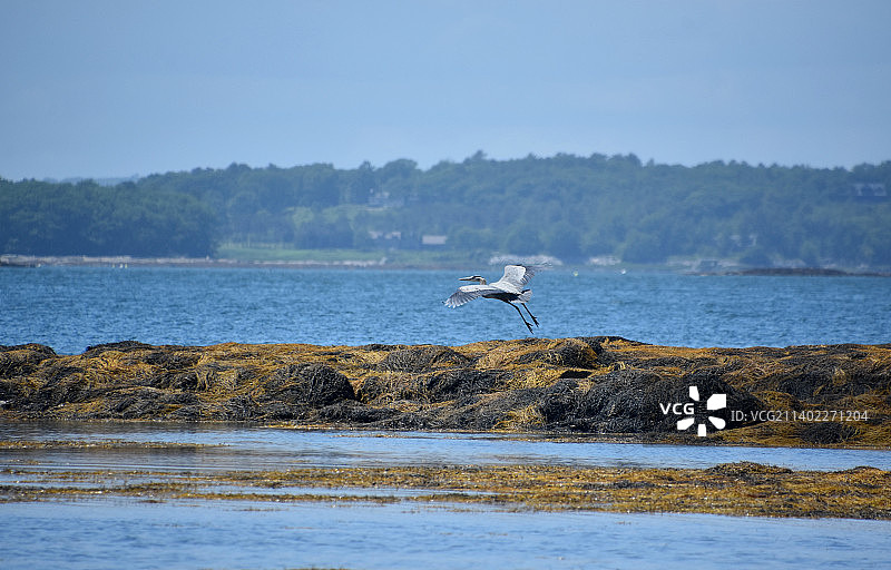 卡斯科湾白鹭起飞图片素材