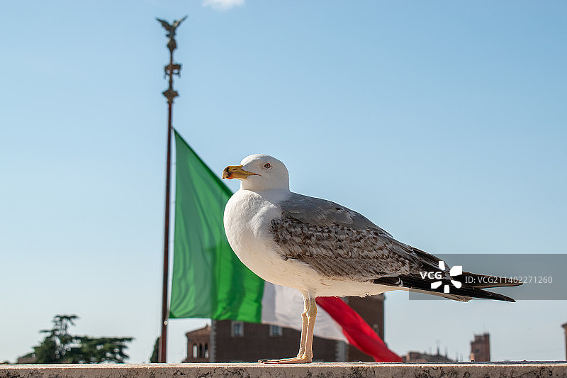 天空背景下栖息在木桩上的海鸥特写，罗马，意大利图片素材