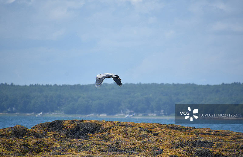 寻找鱼的飞行大蓝鹭图片素材