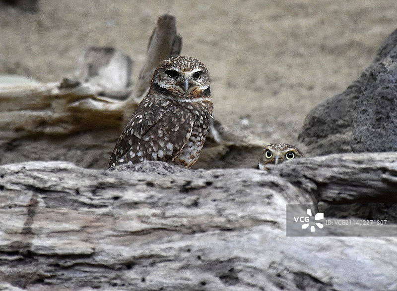 非常可爱的一对穴鸮和木头图片素材