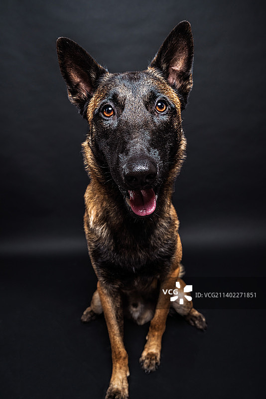 黑色背景下的纯种牧羊犬肖像图片素材