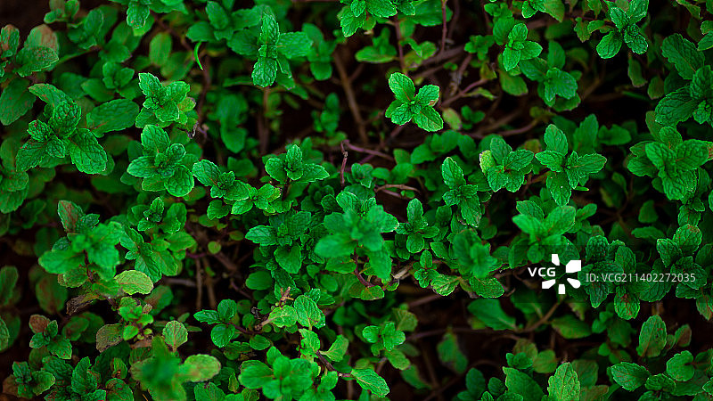 田野上生长的植物的完整画面图片素材
