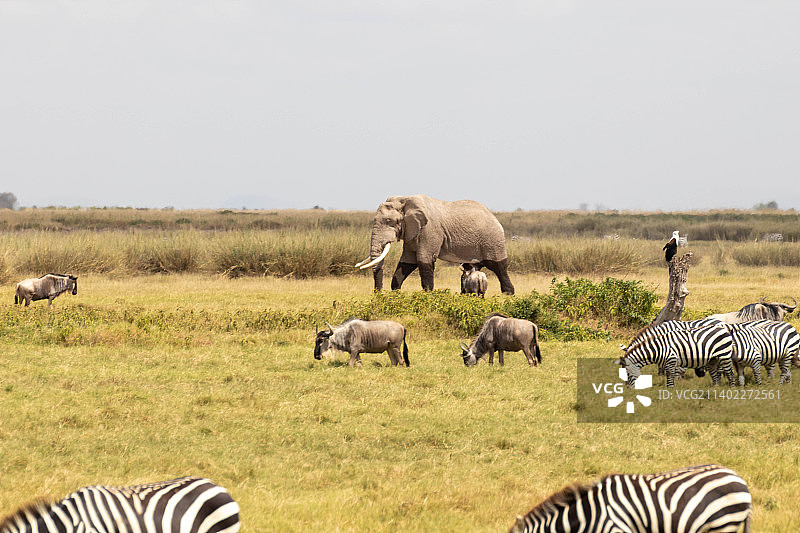 在肯尼亚察沃国家公园的野生动物照片图片素材