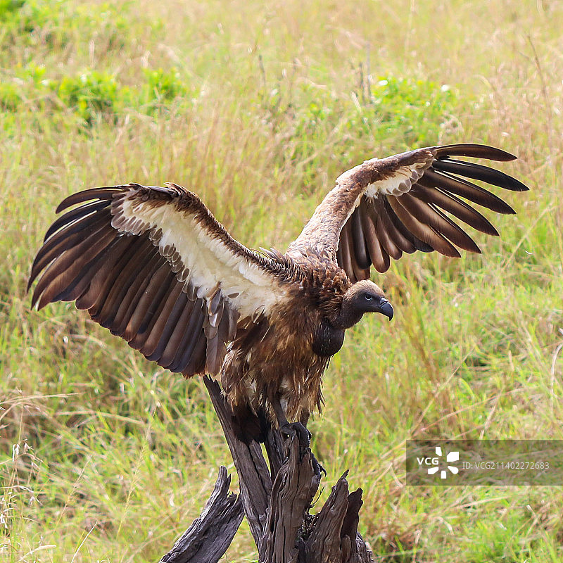 栖息在树枝上的老鹰特写图片素材