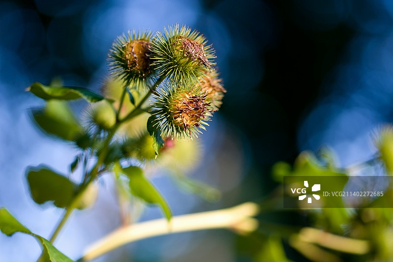 开花植物特写图片素材
