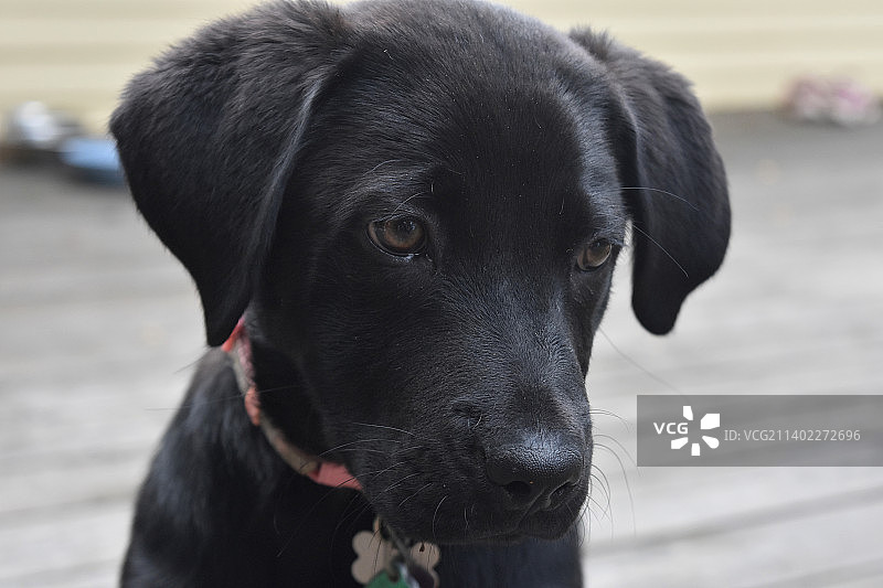 黑色拉布拉多幼犬特写图片素材