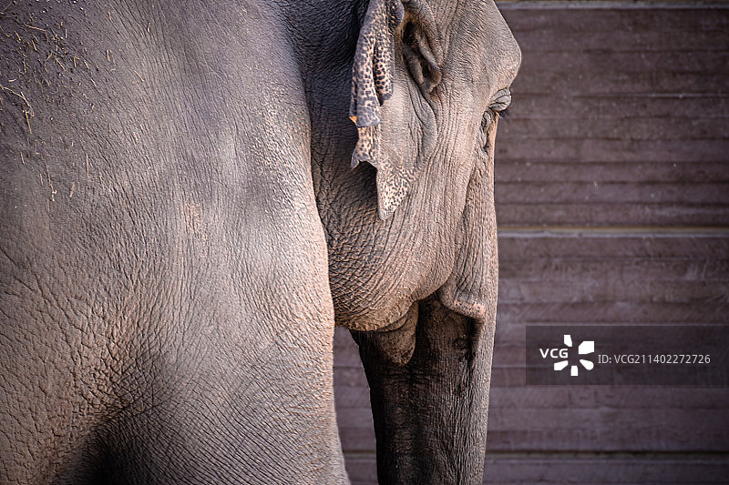 印度非洲亚洲象的特写图片素材