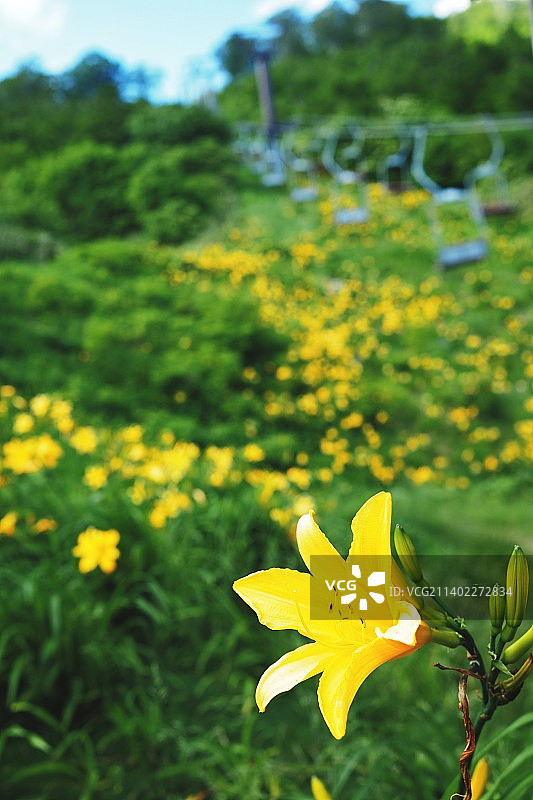 日本月山田野上的黄色开花植物特写图片素材