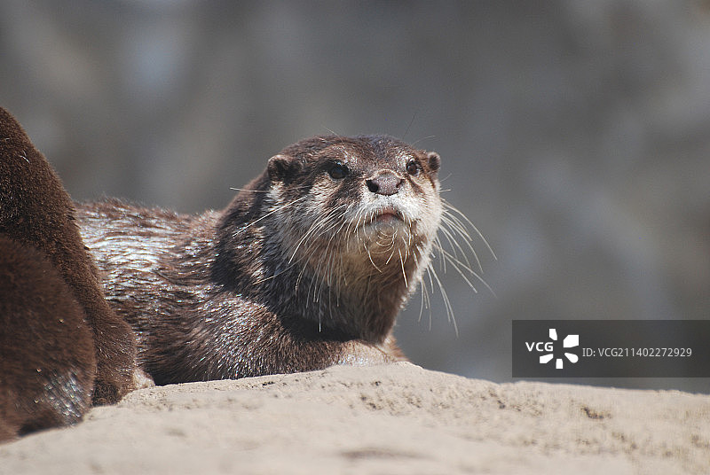 可爱的巨型水獭面部图片素材