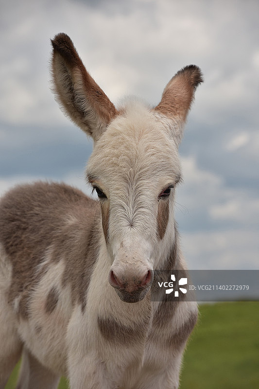 田野里的小斑驴图片素材