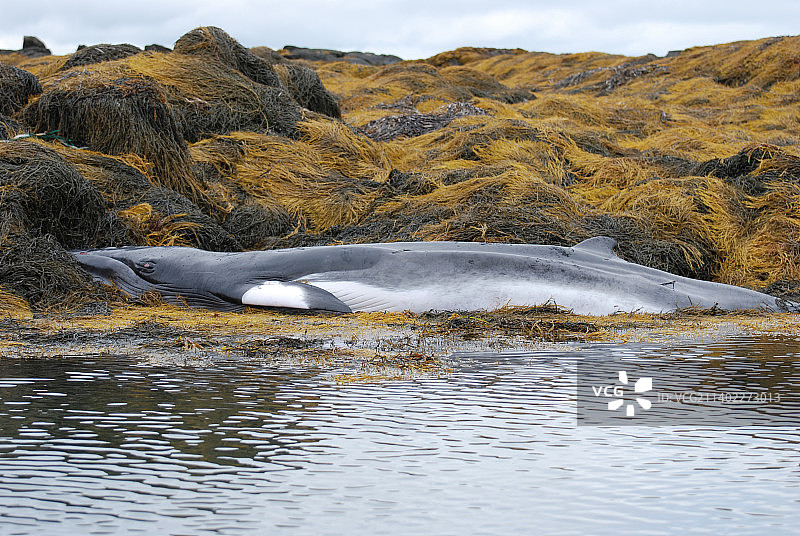 缅因州礁石上死亡的小须鲸图片素材