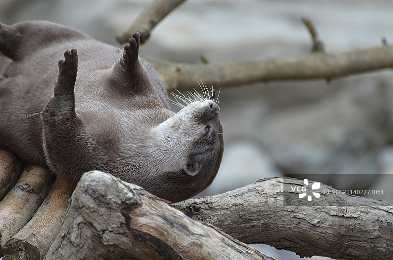 滑稽的水獭滚动和挠背图片素材