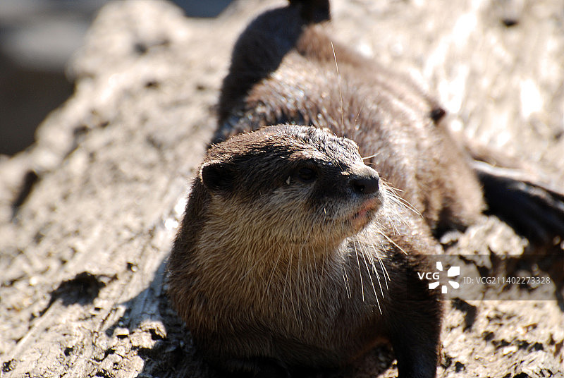 可爱的水獭在腐烂的木头上休息图片素材