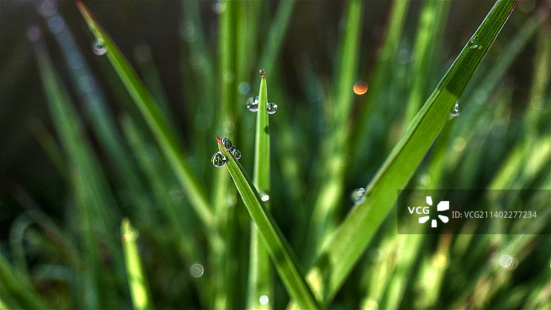 雨季潮湿的草地特写图片素材
