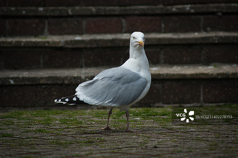 英国卢埃波尔佩罗，海鸥栖息在楼梯上的特写镜头图片素材
