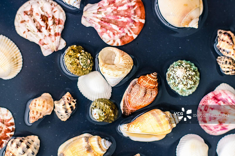 海螺背景，夏季目的地和海滩假日旅行图片素材