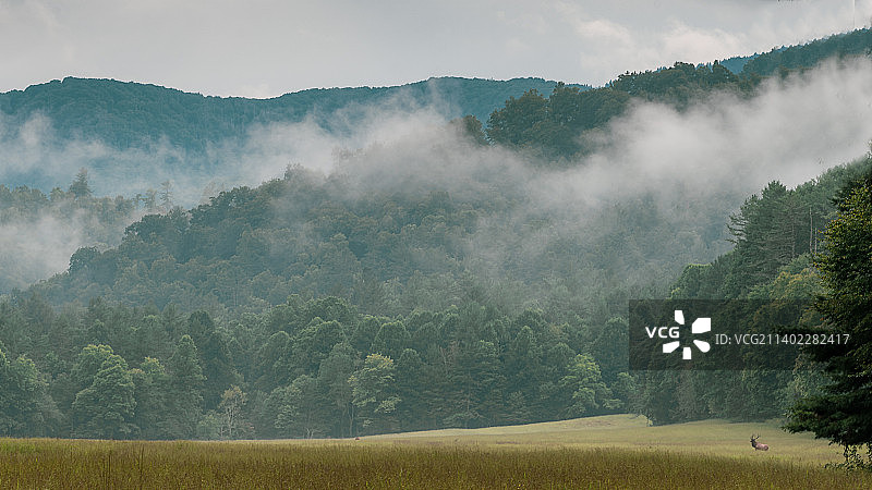 美国大雾山国家公园田野树木风光图片素材