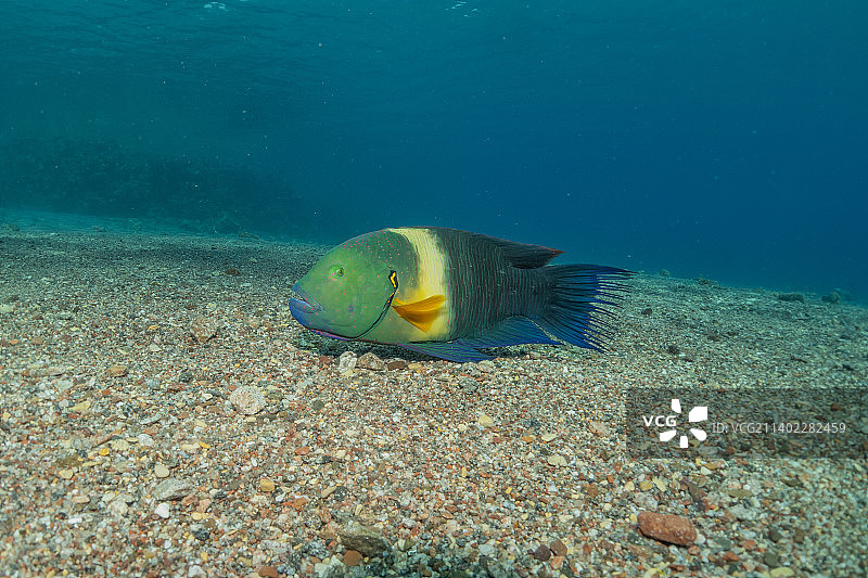 在红海中游动的彩色鱼，以色列埃拉特图片素材