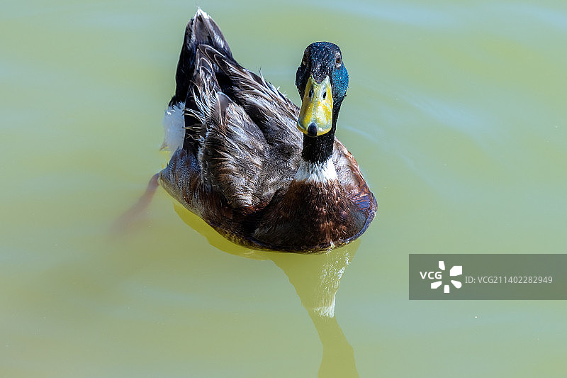 绿头鸭在湖中游泳的特写镜头图片素材