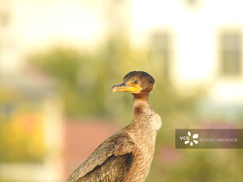 鸬鹚特写图片素材
