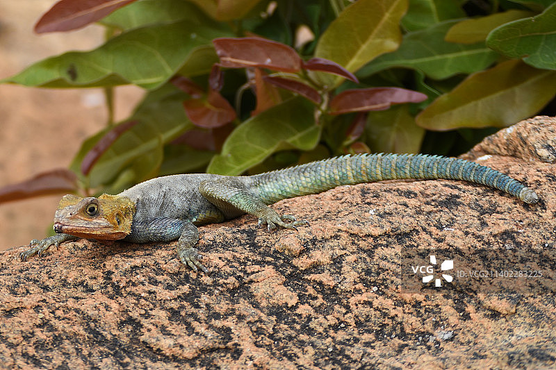 岩石上的蜥蜴特写，察沃西，肯尼亚图片素材