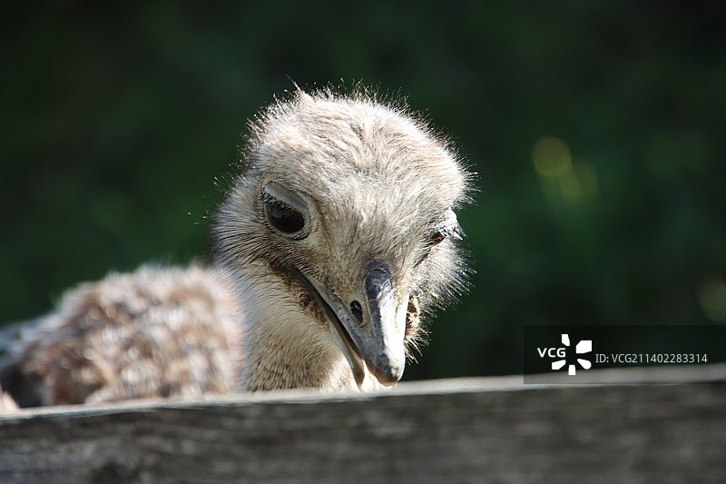 美洲鸵鸟的特写肖像图片素材