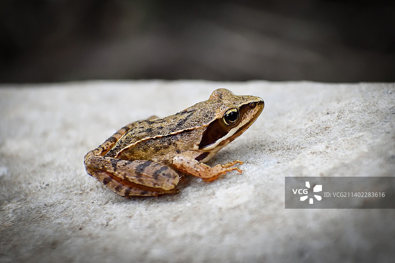 波斯尼亚和黑塞哥维那利夫诺，挡土墙上青蛙的特写镜头图片素材