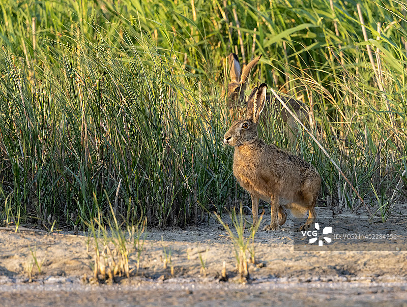 田野里兔子的侧面图片素材
