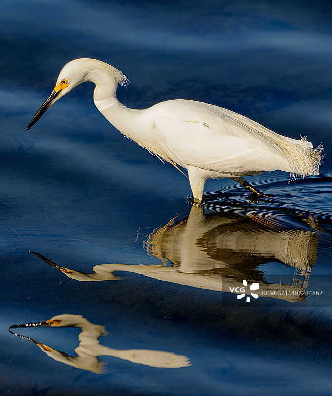 湖中的白鹭侧面图，美国，波沙奇卡生态保护区图片素材