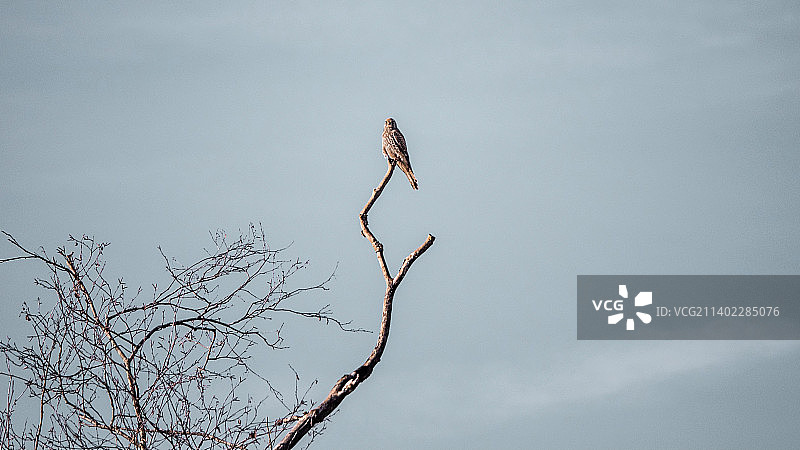 瑞士加德门，栖息在树上的猛禽老鹰仰视图片素材