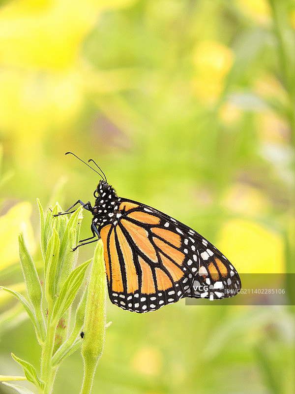 蝴蝶在花上采蜜特写，美国加利福尼亚州圣地亚哥图片素材