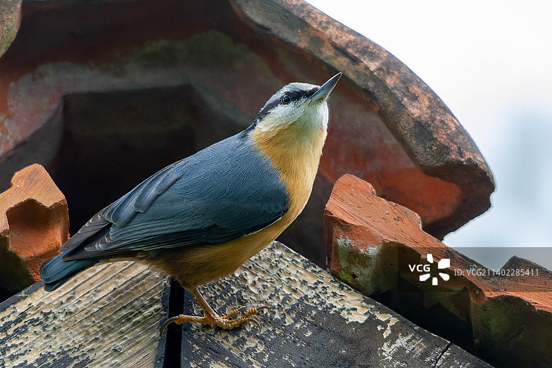 热带林鴗栖息于屋顶特写，斯洛文尼亚科斯特尔图片素材