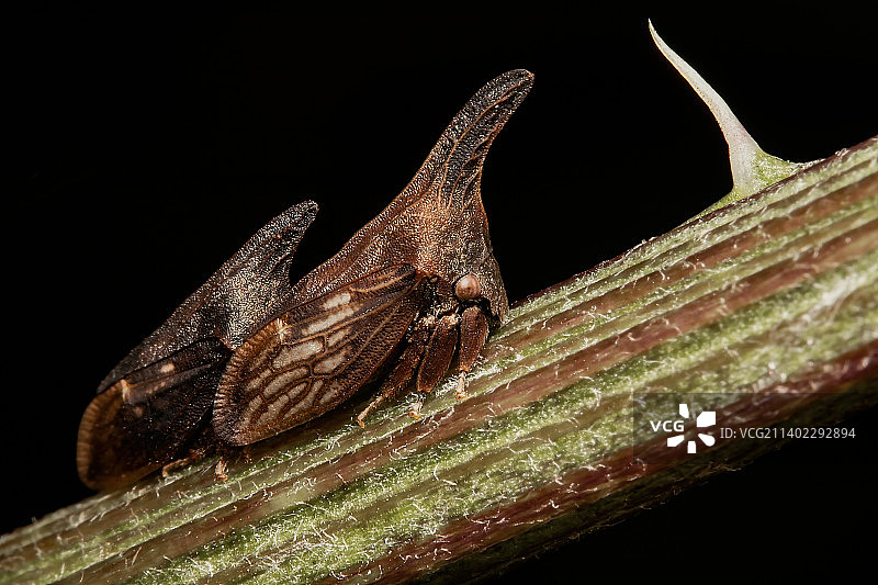 加拿大绍维尼根黑色背景下的植物和昆虫特写图片素材
