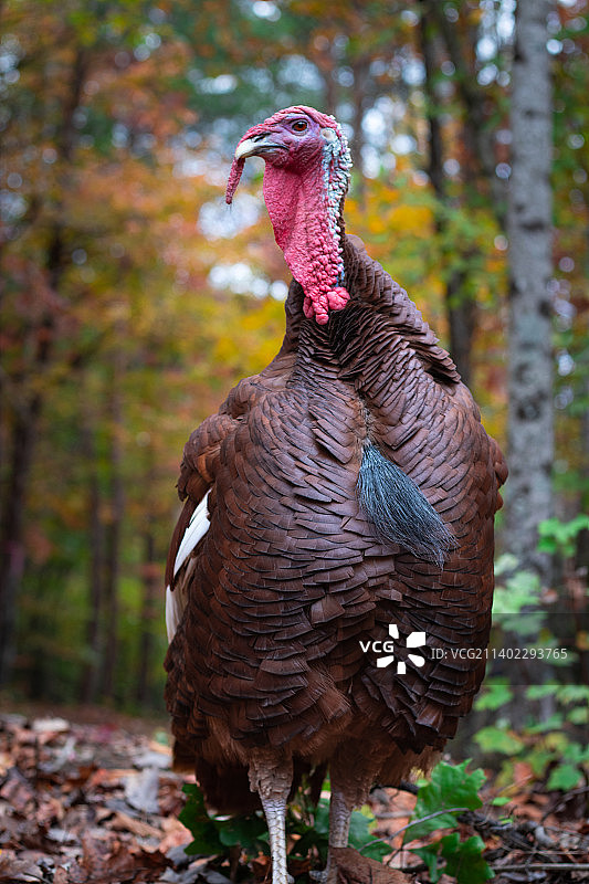 北卡罗来纳州田野上的公鸡特写图片素材