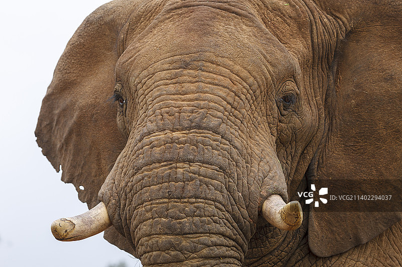 南非西北省非洲象特写图片素材