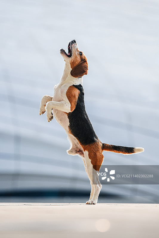 公园的比格犬图片素材