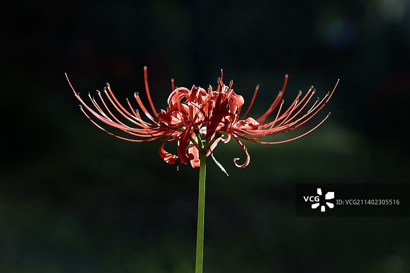 彼岸花开图片素材