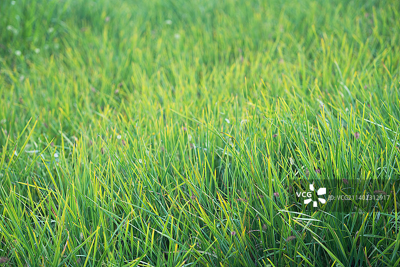 茂盛生长的黑麦草特写镜头图片素材