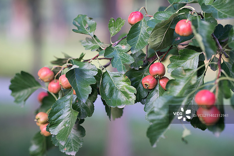 挂满枝头的山楂果实图片素材